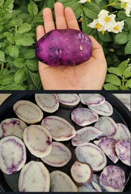 会东县特色农产品(会东县的特产农产品有哪些)?插图8 会东县特色农产品(会东县的特产农产品有哪些)?插图8