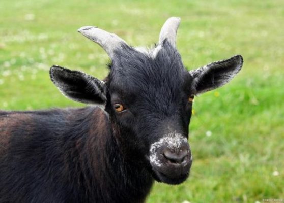 凉山州会东县十大特产(四川会东土特产排名榜)插图 凉山州会东县十大特产(四川会东土特产排名榜)插图