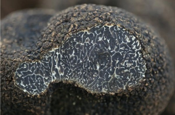 凉山州会东县十大特产(四川会东土特产排名榜)插图1 凉山州会东县十大特产(四川会东土特产排名榜)插图1