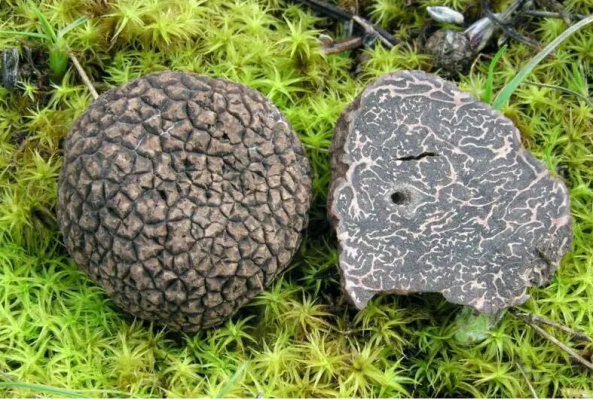 凉山会东县特产(凉山州会东县的特色产品)?插图4 凉山会东县特产(凉山州会东县的特色产品)?插图4