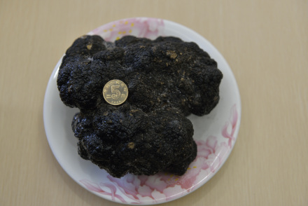 会东黑松露之乡?插图 会东黑松露之乡?插图