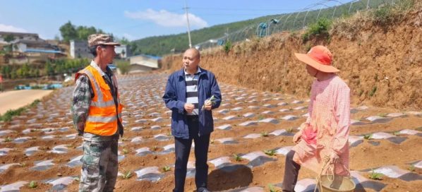 会东农作物(种植在会东县的农作物)?插图 会东农作物(种植在会东县的农作物)?插图