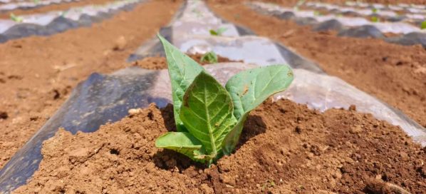会东农作物(种植在会东县的农作物)?插图2 会东农作物(种植在会东县的农作物)?插图2