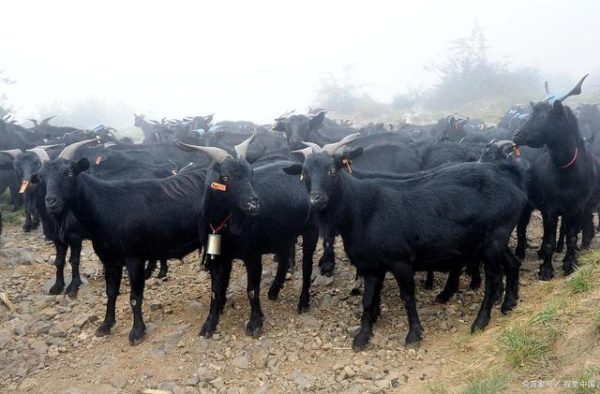 会东羊肉粉(米线):独特风味的美食之旅-会东网