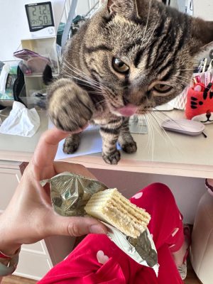 今天想和大家分享一下我养的可爱猫咪的故事-会东网