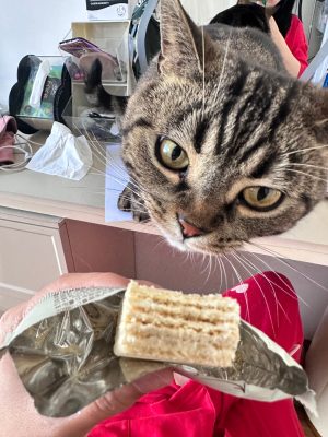 今天想和大家分享一下我养的可爱猫咪的故事-会东网