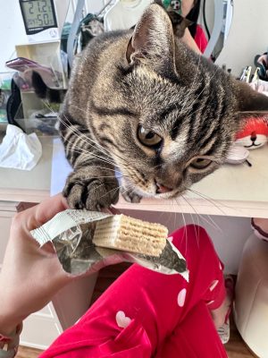 今天想和大家分享一下我养的可爱猫咪的故事-会东网