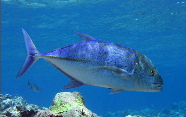 会东县特色美食(会东特别出名的菜品)-会东网
