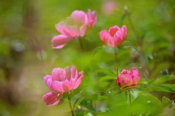 会东旅游景点?凉山会东县景点有哪些?-会东网