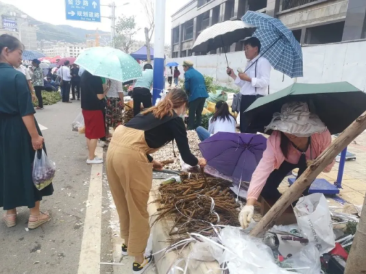 会东土特产甜当归(会东地域特产当归)插图2 会东土特产甜当归(会东地域特产当归)插图2