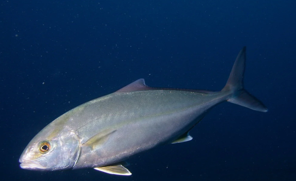 会东红烧鲹鱼（会东鲹鱼的做法）插图