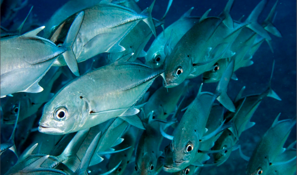 会东县鲹鱼长啥样(会东鲹鱼好吃吗)插图 会东县鲹鱼长啥样(会东鲹鱼好吃吗)插图