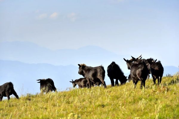 会东旅游十大景点全攻略:探秘四川凉山最美风光插图 会东旅游十大景点全攻略:探秘四川凉山最美风光插图