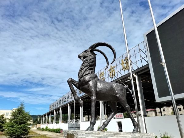 会东黑山羊产业介绍？会东黑山羊怎么样？插图3