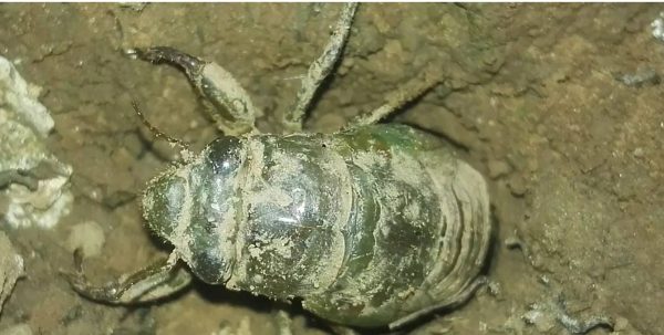 会东马头山知了?会东县挖掘知了的传统不能破坏!-会东网