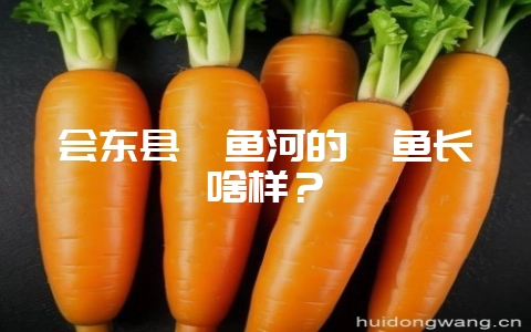 会东县鲹鱼河的鲹鱼长啥样?-会东网