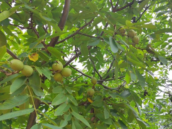 会东核桃产业丰收,清香紫玥引领市场热潮,创新驱动未来发展插图 会东核桃产业丰收,清香紫玥引领市场热潮,创新驱动未来发展插图