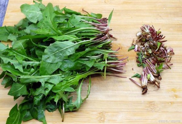 会东野味之蒲公英(会东美食之野味推荐)?插图1 会东野味之蒲公英(会东美食之野味推荐)?插图1