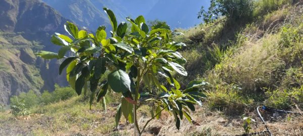姜州镇乡村振兴战略:产业兴旺、生态宜居、乡风文明、治理有效、生活富裕插图2 姜州镇乡村振兴战略:产业兴旺、生态宜居、乡风文明、治理有效、生活富裕插图2