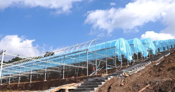 会东县现代农业产业体系助力乡村全面振兴插图 会东县现代农业产业体系助力乡村全面振兴插图