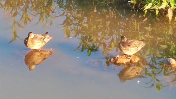 会东县鲹鱼河畔首次出现绿翅鸭插图 会东县鲹鱼河畔首次出现绿翅鸭插图