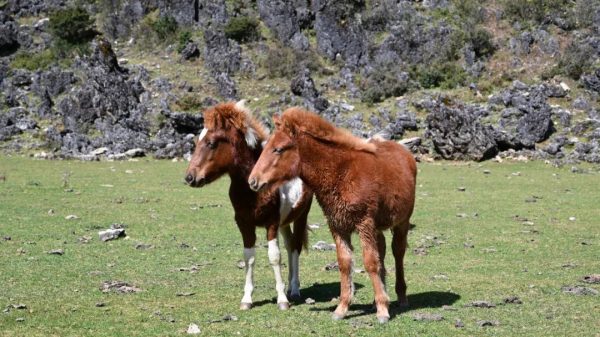 会东县属于什么方向地区?插图1 会东县属于什么方向地区?插图1