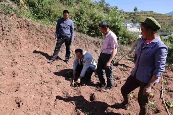 会东县铅锌镇秋收秋种冬活忙,油菜移栽正当时插图 会东县铅锌镇秋收秋种冬活忙,油菜移栽正当时插图