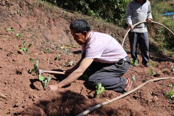 会东县铅锌镇秋收秋种冬活忙,油菜移栽正当时插图1 会东县铅锌镇秋收秋种冬活忙,油菜移栽正当时插图1