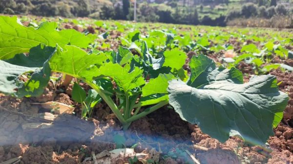 会东县铅锌镇秋收秋种冬活忙,油菜移栽正当时插图2 会东县铅锌镇秋收秋种冬活忙,油菜移栽正当时插图2