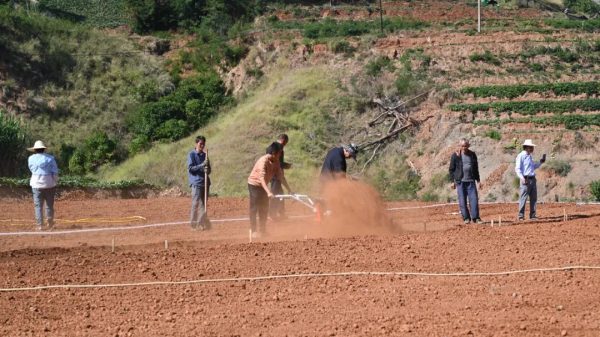 鲁吉镇的“金沙姜”种源基地:群众致富的新希望-会东网