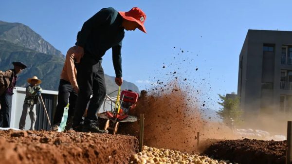 鲁吉镇的“金沙姜”种源基地:群众致富的新希望插图1 鲁吉镇的“金沙姜”种源基地:群众致富的新希望插图1