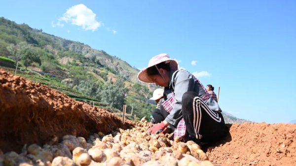 鲁吉镇的“金沙姜”种源基地:群众致富的新希望插图2 鲁吉镇的“金沙姜”种源基地:群众致富的新希望插图2