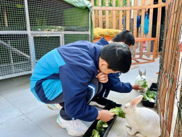 会东和文中学:学生在校园里有了自己的“开心农场”插图1 会东和文中学:学生在校园里有了自己的“开心农场”插图1