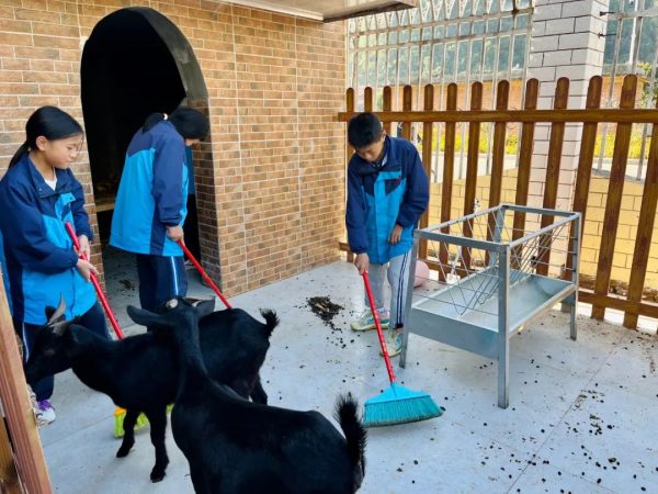 会东和文中学:学生在校园里有了自己的“开心农场”插图2 会东和文中学:学生在校园里有了自己的“开心农场”插图2