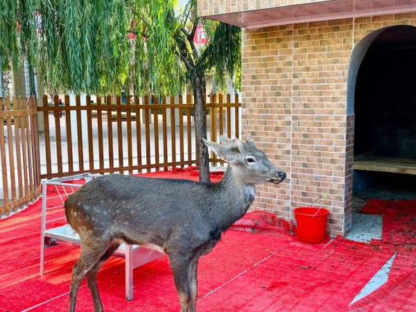 会东和文中学:学生在校园里有了自己的“开心农场”插图3 会东和文中学:学生在校园里有了自己的“开心农场”插图3