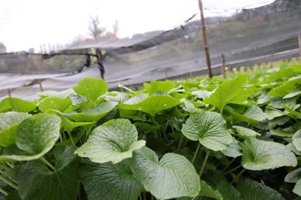 会东新街镇海光村：山葵种植助力乡村振兴插图1