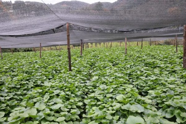 会东新街镇海光村：山葵种植助力乡村振兴插图2