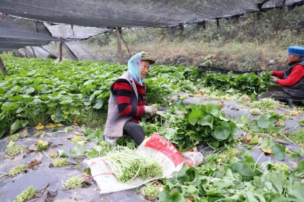会东新街镇海光村：山葵种植助力乡村振兴插图4