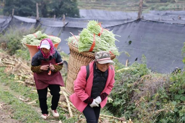 堵格镇开展集体公益林补偿资金，清退17.17万元插图2