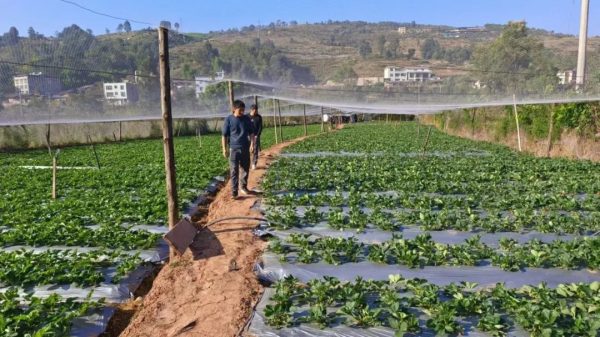 会东县:绿色工业、特色农业和生态文旅助力经济发展插图3 会东县:绿色工业、特色农业和生态文旅助力经济发展插图3