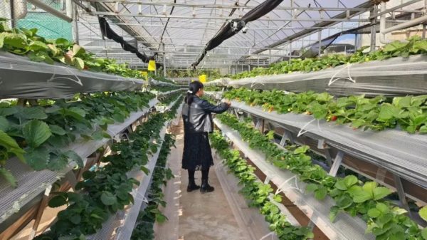 会东县鲹鱼河镇胜利村一组草莓园迎来丰收季插图1