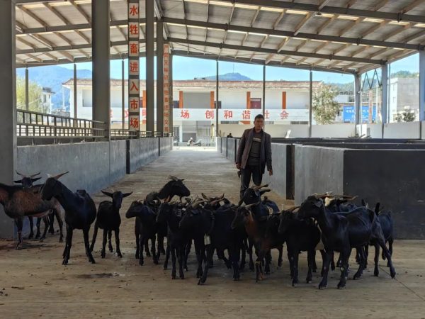 堵格镇以黑山羊养殖产业推动乡村振兴插图