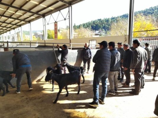 会东小吃之黑山羊(会东美食推荐)?插图 会东小吃之黑山羊(会东美食推荐)?插图