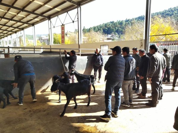 堵格镇以黑山羊养殖产业推动乡村振兴插图1