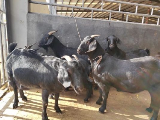 会东会理本地特色菜?会东黑山羊肉米线?插图1 会东会理本地特色菜?会东黑山羊肉米线?插图1