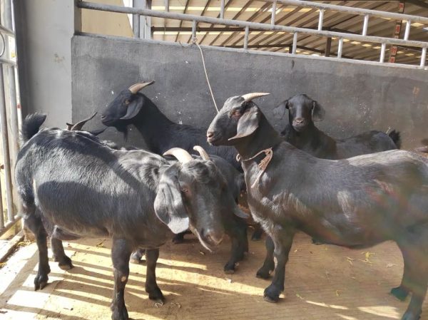 堵格镇以黑山羊养殖产业推动乡村振兴插图2