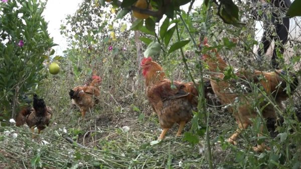 会东县:绿色工业、特色农业和生态文旅助力经济发展插图1 会东县:绿色工业、特色农业和生态文旅助力经济发展插图1