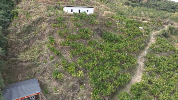 会东县姜州镇林下养鸡：种养产业良性循环的新模式插图1