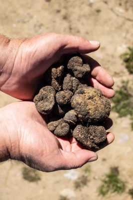 会东松露美食?会东地理标志性特产?插图1 会东松露美食?会东地理标志性特产?插图1