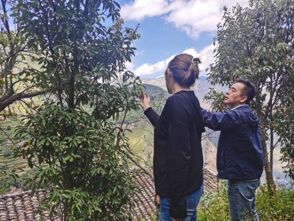 台湾商人宓欣怡一行考察会东县老鹰茶产地!插图2 台湾商人宓欣怡一行考察会东县老鹰茶产地!插图2